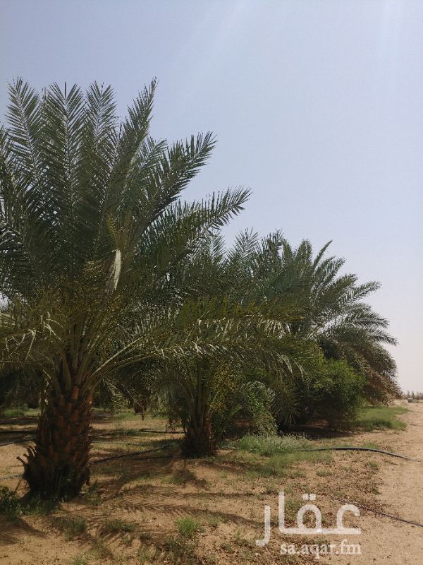 مزرعة للبيع فى المملكة العربية السعودية صورة 9