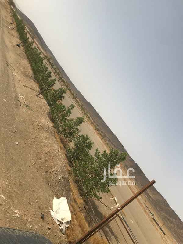 1115234 للبيع ارض زراعيه بوادي قديد-قرية الفارع يوجد بها بئرين ارتوازية الاولى بعمق ٩٣ متر والثانيه بعمق ٦٠ متر ويوجد بها بيت شعبي مكون من غرفة ومطبخ وحمام وخزان ماء طول ١٢م في عرض ٦ م واستراحة متطله على المزرعة تحت الإنشاء في منتصف الجبل ويوجد بها نخل روثانه صغير بعدد ٦٠تقريبا ونخل برني صغير بعدد 20 ومحاطه بشجر البزرومي من ثلاث جهات برتفع متر ومترين مساحتها الإجمالية ١٣٥،١٤٥متر مربع بكامل وتم تقسم الارض الى قسمين قسم بها بيت شعبي ويوجد بها عداد كهرباء ٧٠ أمبير ويوجد كروكي استحكام ولَم يتم تقديم بع