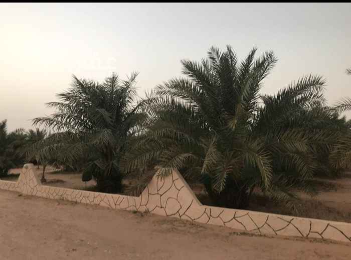 1598120 ٥٠٠ نخلة مثمرة
ألموقع شمال الشديده بالخرج
منح كبار الضباط
مساحة المزرعة ٤٠ الف
البير غطاس ٤٠ حصان
ألموقع حرض..
فيها مجالس
و دكتين وغرف..
وفيها ٣ احواش
حوش جمال وحوش خيول وحوش غنم
وفيه
مستودع كبير مساحته حدود ١٥ في ٣٥ تدخل فيه شاحنات ..
سكن كامل يتكون من ١٠ غرف وملاحق.. الخ
للإيجار السنوي أو للبيع