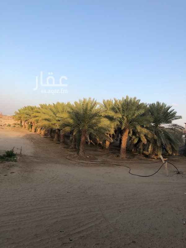 1394356 مزرعة في الحمة على الاسفلت فيها بيت جديد واستراحة قديمة واحواش غنم وغرف عمال والماء مستمر ولله الحمد عدد النخل تقريبا 65 فيها جميع انواع المخاريف حقة بيشة