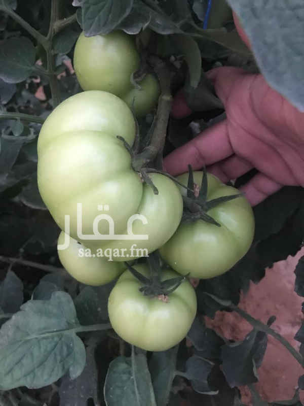1425592 null