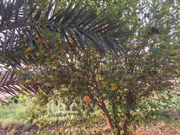 1579104 مزرعة في ابلق تبعد عن بريدة 35 كيلو
المساحة 5000
بيت متكامل
خزان
عدد النخل 80 نخله
محوط بالاسياج
يوجد بيت للغنم
والدجاج
غرفة للعامل
غطاس
الصك مشاع
البيع 350 الف ريال
الموقع غير دقيق تواصل معي واتس اب 0504717925