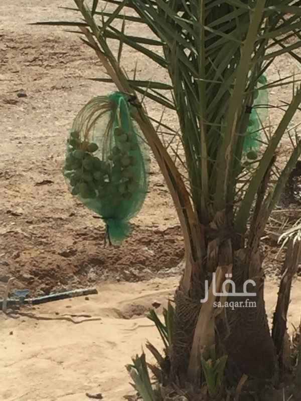 1017567 مزرعه فيها خزان وتسبيك لجميع الاشجار من تحت الارض وعدد 50 نخله خلاص وشجار حمضبات وسكن عمال وكهرب وغطاس ومسوره من اربع الجهات بشجار ساتره
ويوجد جنبها ارض فضاء للبيع جميع الخدمات واصلتهاوباقي التفاصيل على الجوال وبالله التوفيق للتواصل 0506095771