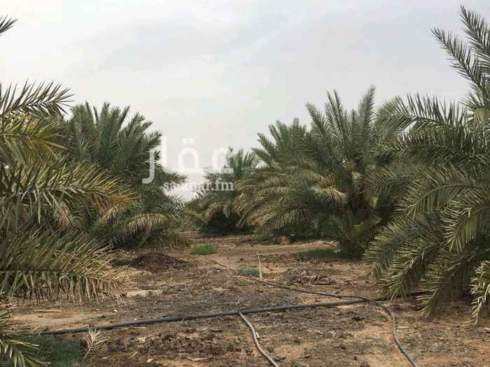 998558 السعر أعلاه مسيومه قبل شهر
____
للبيع في المدينة المنوره
مزرعه كبيره بصك شرعي الكتروني
تبعد عن الحرم 17 كيلو
تقع على طريق قريضه قبل المركز الأمني جنوب شرق مخطط الماليه العيني للتعويضات وتبعد عنه ٢.٥ كم تقريباً .
احداثيات الموقع على خرائط قوقل :
24.373641,39.781219
** المساحه : ٧٤ ألف متر مربع
** محتويتها :
١- عدد ٧٠٠ نخله روثانه وعجوه وربيعه
٢- استراحه مكونه من مجلس كبير ٩*٥ م ومشب ٤*٤م
ومطبخ وعدد ٢ حمام .
٣- مستودع
٤- عدد ٢ بئر غطاس ٦ بوصه لكل منهما والمشغل ٣بوصه فقط
الكهرباء واصله.