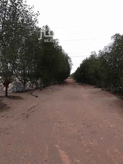1461289 صك شرعي زراعي وتشمل ثلاث ابيار مياه حلوه
ومشجره ب ٤٠٠ شجره لوز وبزرومي وداخله كهرباء والاسفلت واصل فيها وبها مطبخ وغرفه
وحولها مزارع الشربتلي والالنجاوي والناغي
0564789032
