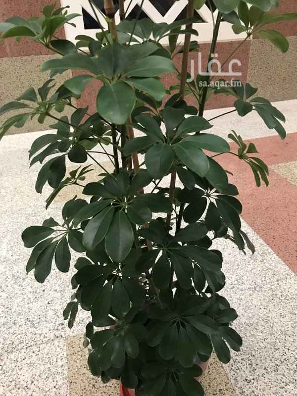 1293876 شقة للإيجار بمدخل مستقل تحوي ٣غرف وحمامين ومطبخ وصالة وحوش الموقع حي الدفاع خلف ولايف