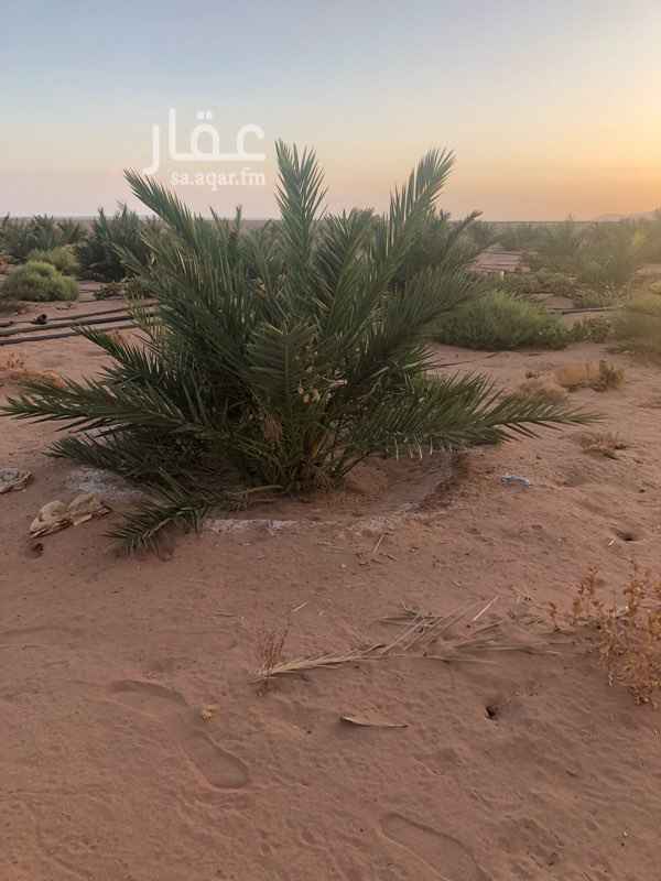 1702269 العرض : مزرعة
المساحة : اكثر من مليون 700
عدد النخل :270 وبناتها كبرها بناتها اكثر من 500 ونص حفرها جاهزه للزراعه روثانه وعجوة وبرني وسكرية
البير : يوجد بيرين كل بير عمقه ٣٥ متر واحد ٣ بوصه واحد ٢ بوصه ومايقطع نشغله من 6 الصباح الى 6 المغرب بدون تقطيع ما شاء الله
الصك : بدون صك .كروكي ومصدقه من شيخ القبيله
الكهرباء: يوجد عداد كهرباء
وتوجد استراحة ومسجد والي يبي مقاطع وصور اكثر التواصل ع الواتساب
الموقع : المرية شرق المدينة
السعر ع السوم
السعر: