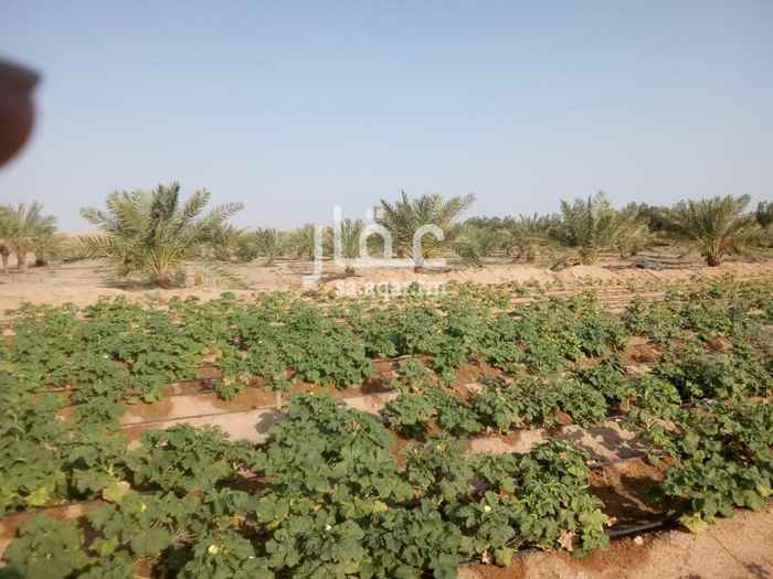 1581417 مساحتها خمسين الف متر مربع وفيها خمس غطاسات فيها ما يقارب ٢٥٠ نخله وفيها مباني وفيها شاليه صغير وفيها قفصات للحمام وللطيور ومباني للاغنام وفيها اشجار ليمون وزيتون والمزرعه على اربع شوارع
وفيها مساحه ٤٠×28 متر باميه و ٥١ × ١٤ متر ورقيات وخظار
وثلاث برك مويه
وفيها الجهه الغربيه مسايل