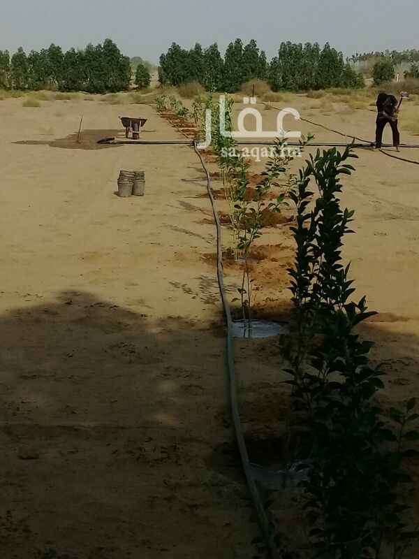 978513 مزرعه أما مستشفى الملك فهد فيها بئر وشجر وزرع خسران فيها حجه