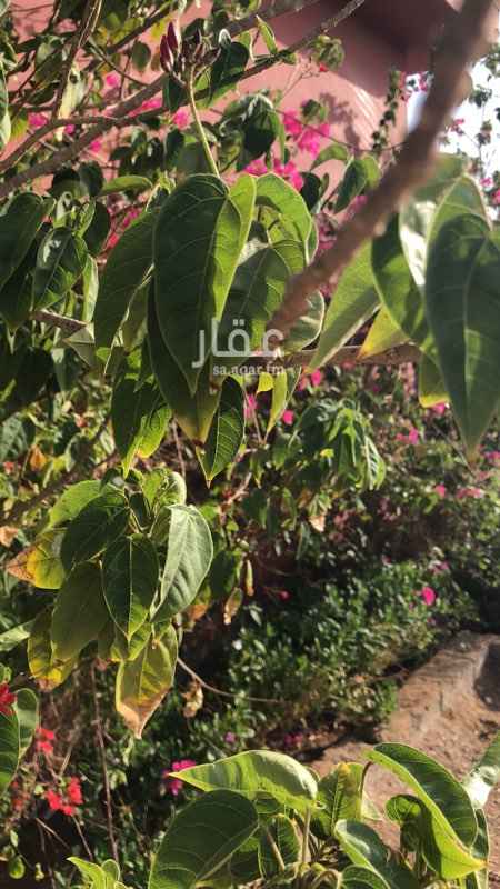 1391933 فرصه ذهبيه 💫💫 وسعة صدر
الموقع .. مخطط الريم تقاطع عسفان مع الجموم بالقرب من أسكان وزارة الداخليه وفلل وزارة الأسكان
*للبيع مزرعه خاصه صك اكتروني ..بفيلا مرتبه وتصميم عصري يناسب اصحاب الذوق الرفيع* *كما انه يوجد قسم خاص للرجال**
سور مسلح *على كامل المزرعه ومحاط بالأشجار والورود🌹🌹
المساحه (10,000) متر مربع
على شارعين عرض 20 - 20
يوجد بها عدد 2 بير ارتوازي
يوجد شبكة ري مركزيه للمزرعه
يوجد بها عدد (150) نخله من اجواد انواع النخيل 🏝🏝🏝
ويوجد عدد (200) غرسه مشكله
((*رمان تين برتقال يوسف اف