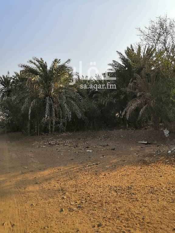 1351432 مزرعه في عسفان مساحتها 20 الف بصك وكهرباء ومويتها حلوه
ذات أرض زراعيه يوجد فيها نخيل أكثر من 100 نخله كبار كما يوجد بها بعض الخضار مثل الجرجير والملوخيه والفاصوليا والطماطم وغيرها
ذات موقع مميز الخط مزلفت إلى البوابه مطلوب فيها 2 مليون وقابل للتفاوض بالمعقول
0540089533
