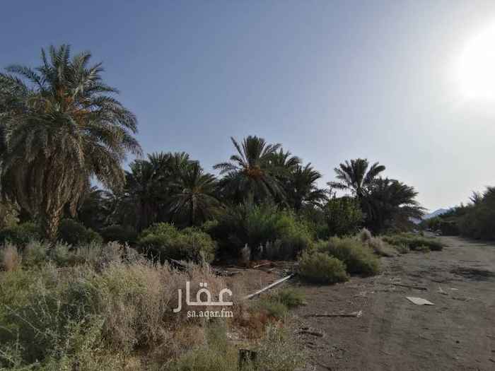 1694473 $$الدخل السنوي للمزرعة$$
((300,000 ريال)) وفي زيادة مستمرة.
1/ الموقع: البوير، (90كم)تقريباََ شمال المدينة المنورة.
2/ المساحة:+130 ألف متر مربع، نصفها بصك، والنصف الآخر معاملته جارية
3/ أنواع النخيل وأعدادها التقريبية:
700عجوة، 200مجدول، 200صفاوي، 150صقعي، 150عنبرة، 150روثانة، والباقي نوايع.
إجمالي النخيل: +1550 نخلة
4/ مزروعات ثانوية: بان عربي، مورينقا، مانجو، عنب، حناء.
5/ حظيرة أغنام (خالية).
6/ بيرين ارتوازية (3 بوصة مستمرة).
7/ دفاعتين (4 بوصة).
8/ مستودع.
9/ عمر المزرعة 6 سنوات.