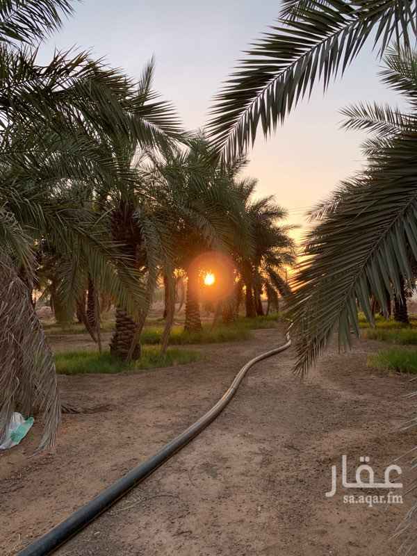 1692933 للبيع مزرعة على شارعين ٥٠ شرقي و ٣٠ شمالي
المزرعة ارضها طيبة وصالحة لزراعة جميع المنتجات الزراعية
الماء وفير وحلو
المزرعة مزروعة ورقيات الان
بها نخيل
ومستودع
وبركة كبيرة
وعدد ٢ طبلون كهرب ٤٠٠ و ١٦٠
غطاس ٥٠ حصان ٤بوص
وسور ١٠ الاف متر مساحته بداخله سكن عبارة عن عمارتين دور واحد وملاحق مجالس ومشب وبيت شعر وبايكة سيارات وغرف عمال ومسجد واشجار زينه وحمضيات ونخيل