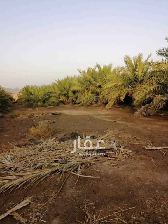 1601612 مزرعة للبيع بقرية شجوى غرب المدينة المنورة ب٩٠ كيلو قريب من طريق المدينة تبوك السريع
=========================================
التفاصيل :
المساحة ٢١ الف ١٠٠×٢٠٠
الشارع الشمالي ٢٠متر جنوب ١٥بصك
النخل
١-العجو ١٨٠+ عليها اصناء حوالي ٥٠٠ صنوى جاهز للقلع
٢-الشلبي حوالي ١٢٠ نخله
٣-المحباق الطويلة ٢٠ نخله
٤-الروثان ٣٠ نخله
٥-الربيعة ٢٥ نخله
فيه نخل باقي مشكل
ألبير محفور ١٨٠
الكهربه ٣٨٠
======================================
كل من يصل للاعلان عن طريق الموقع يلزمه السعي شرعا وقنونا.