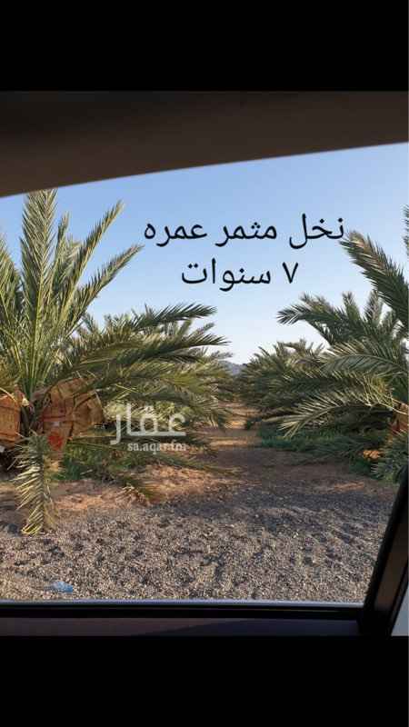 1689185 مزرعة للبيع شمال المدينة المنورة تبعد عن طريق تبوك ٢٠٠ متر والطريق مسفلت الى باب المزرعة تبعد عن المسجد النبوي الشريف ٣٠ كيلو المساحة ٥٥ الف متر على ثلاث شوراع ٢٠ شرقي ٢٠ جنوبي و ١٠ شرقي مملوكة بصك اكتروني داخل المزرعة السنوي ٥٠٠ الف ريال
---------------
تحتوي على
٧٠٠ نخلة عجوة
بير ماء ٤ بوصة
بركت ماء ٣*٢٠*٢٠
خزان ماء ٣٢ طن
سكن عمال
استراحة حديثة
استطبل خَيل ١٠ رواس
٥٠ راس غنام
شبكة كهرباء حديثة
عدد ٢٠٠ أنبير
شبكة رأي حديثة
المزرعة مسور بسور بلوك