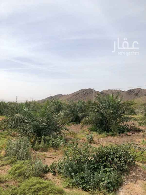 1412166 يوجد لدي مزرعه تبعد عن المدينه المنوره 17 كم مع طريق حائل الجديد في منطقة ابو سدر تتكون من
1- مساحة المزرعه اقل من 20 الف
2- يوجد فيها بئر بوصة و ربع
3- عداد كهرباء
4- نخل عجوه و روتانا و سكري عدد النخل 276 نخله مشكله
5- شجر سدر و لوز عدد 85 شجره
6- بيت شعر
7- استراحه تتكون من دورات مياه و مطبخ و غرفة و حوش و مستودع
8- خزان ماء و شبكة الري جاهزه على حدود النطاق العمراني علما انا السوم وصل 300 الف و نطلب من الله الزود
بدون صك
