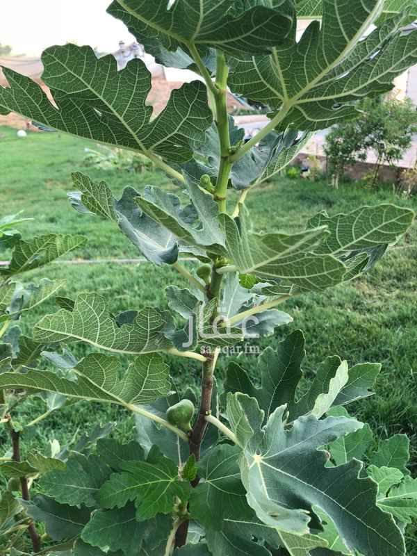 1148526 بلك كامل على ٤ شوارع ١٥ فيه فيلا مع بدروم كبير وماستر روم و٣ غرف مع منافعها وصالة كبيرة في الدور العلوي وعدد ٢ اجنحه كبار بكامل منافعها مقابل الفيلا جناح رجال وجناح نساء ومطابخ خارجية ومطبخ داخلي وغرف خدم والعاب اطفال خارجية وغرفة العاب للاطفال و مواقف سيارة وبيت شعر ودكة ومجلس رجال ونوافير وملاعب اطفال فخمه وملعب كرة قدم الفيلا مع بلاكونه تطل على المزرعة ، تصلح لكبار السن ومن يبحث عن الهدوء والحياة الطبيعية .