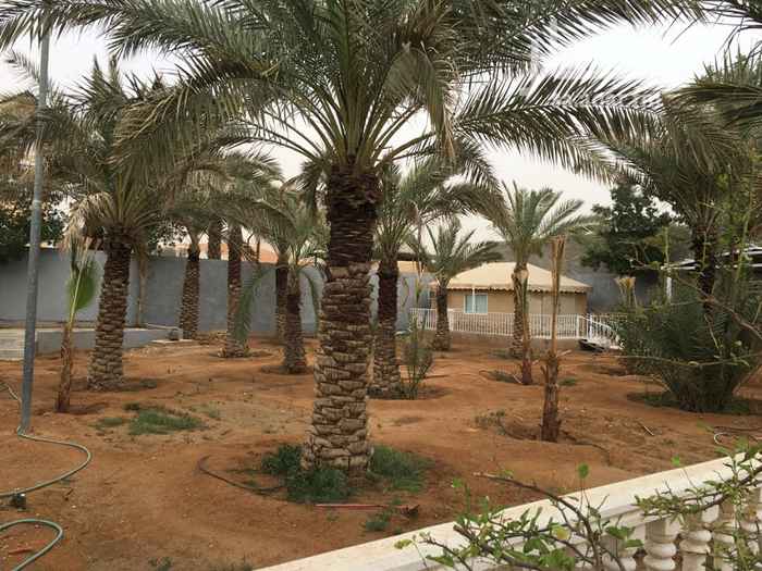 1741575 مشب خيمة ومزرعة بنخيل
وغرفة بحمام للايجار السنوي
في العمارية
للتواصل
ع الخاص او واتس