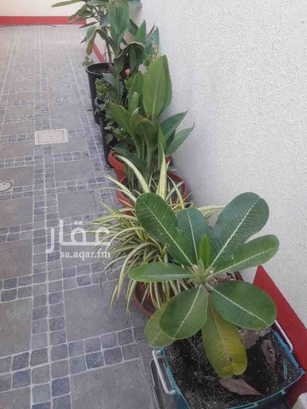 1584840 اسكن فى فيلا مكيفة بين القصور بسعر شقة وتمتع بالخصوصية الكاملة .. مدخل خاص وحديقة حرف L غير مجروحة . الدور الاول رسبشن وغرفة ومطبخ راكب وحمامين . والدور الثانى ٣ غرف نوم وحمامين كبار .. والسطح ممهد ليس فيه خزانات او انابيب .. توجد اربعة مكيفات سبليت . مكان السيارة محفوظ امام باب البيت. دفع الايجار كل ٦ شهور .
