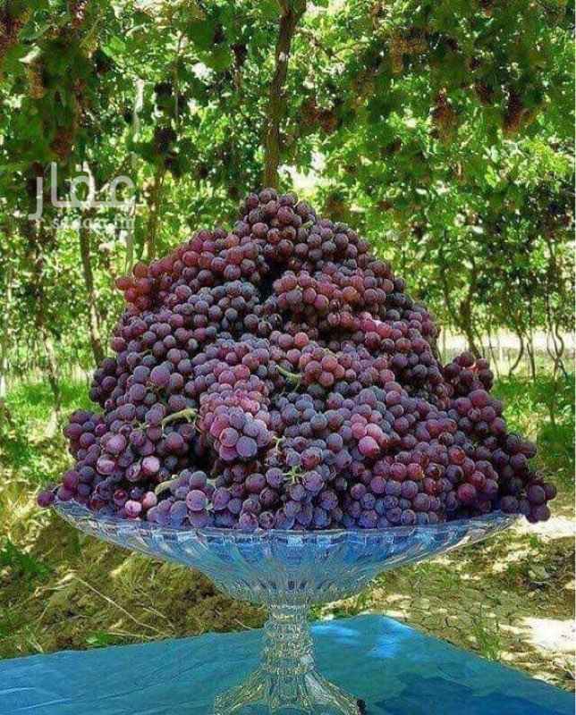 1507506 مطلووووووب مزرعه سواء قائمه أو غير قائمه قريبه من النطاق العمراني أو داخل حدود النطاق العمراني مساحتها50000ألف متر مربع أو40000ألف متر مربع أو30000ألف متر مربع.