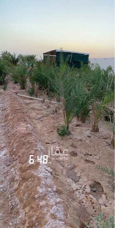 1637711 استراحه مسوره بها بئر ماء وغطاس وخزان ماء
مؤثثه
وبها عدد 50 نخل كبيره وعدد 300 نخله صغيره
وعدد 200 شجرة حمضيات
ومسطحات خضراء وبيت شعر
وطيور