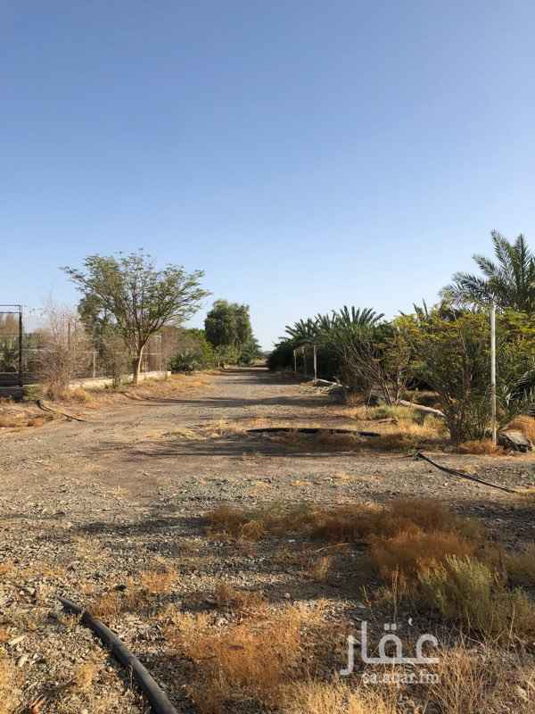1673858 يوجد مزرعه للبيع المحتويات : عدد النخل 550 نخله مشكله (عجوه ، صفاوي ، روثانا ، برني ، مجدول ، صقعي ، سكري ) 150 شجرة ليمون - بركة - حظائر غنم - بئر ماء 2 بوصة يعمل 24 ساعة -2 آبار محفوره - سكن عمال - بيت شعبي (غرفتين ، صاله ، مطبخ ، دوره مياه ) المساحة : ٧٥،٠٠٠الف بوثيقه الموقع : ضعا - طريق المهد