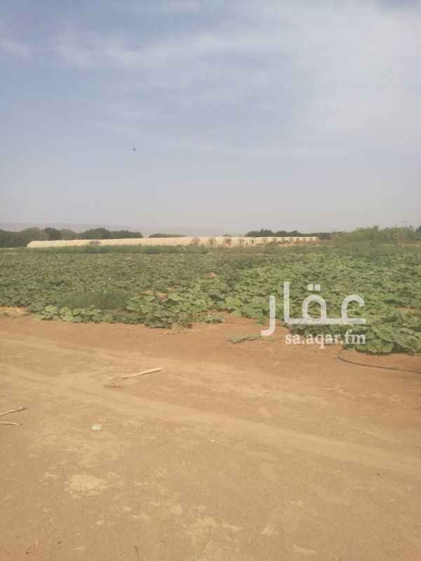 1292161 للبيع مزرعة نخيل و أيضاً بيوت محمية مكيفه استثمارية تبعد عن المدينة المنورة بطريق العلا مسافة 200 كيلو . المزرعة علي مساحة 91000 متر مربع
محتوياتها:
1- عدد 20 بيوت محمية جميعها مكيفه جاهزه للزراعه
2- مساحة كبيره وجاهزه شبكة ري كاملة من اليات ريسيه وليات التنقيط سبق زرعة مكشوف
3- سمادات خاصه للبيوت وسمدات للمكشوف
4- بير غطاس 3 بوصه شغال 24 ساعه بفضل الله الما على عمق 30م
5-عدد 2 طبلون كهربا للمراوح التكيف وسكن العمال ولان يوجد محول جديد لزيادة العدات بلمزرعه
6- سكن للعمال
7-حضيرة مواشي