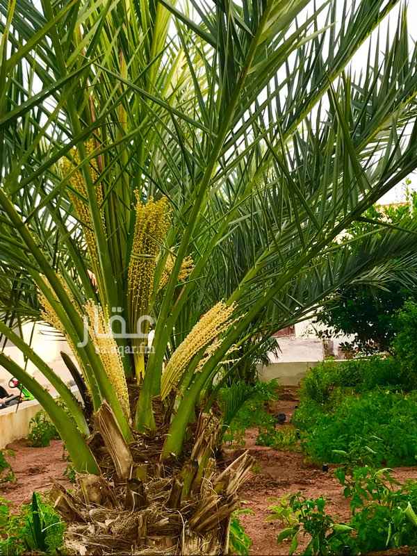 1385524 أستراحه للايجار
يوجد بها بيت من ٣غرف مطبخ ودورة مياه
يوجد بها مجلس مستقل مع المطبخ
يوجد بها حديقة فيها نخل وحنى وليمون
يوجد بها ثلاث حضائر اغنام محوشه جاهزه
يوجد بها عنبر دجاج يشيل ٥٠٠٠دجاجه
يوجد بها خزان ماء يشيل ٢وايت
السعر ١٤سنوي قابل للتفاوض البسيط
الموقع ابيار الماشي حي العذبه يبعد عن الكبري ٢.٥