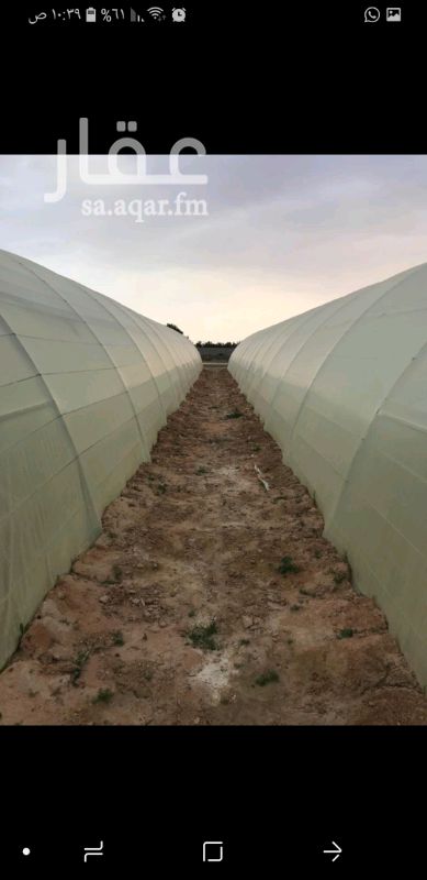 1295259 للبيع مزرعة ٥٢ألف متر بصك قائم عليهابيوت محمية٤صالات فيبرمكيفه و٧بيوت بلاستيكية اقواس على مساحة ١٢ ألف م منتجه من ٤سنوات من ٥٠٠ ل٦٠٠ ألف ريال
انتاج فلفل بارد وخيار وطماطم عدد٣٥ فرخ نخل بستان حمضيات منوع بعدد٤٠ شتلةعدد٢بير سطحي بماءوفيرمحطة
تحليةمياة تنتج ١٠٠م٣يومي سكن عمال ٦غرف و٤ حمامات عدد٣عداد كهرب زراعي وخزان خرساني رئيسي للآبار.خزانات فيبر للمياة المحلاة ٦٠م٣ومحطة تسميد وتحكم للري اتوماتيكي شبكةري كاملة مولد كهربائي احتياطي١٠٠أمبير ٩عمال مدربة الصاله الواحده ٢٥٠٠م (٦٠×٤٠
عالسوم والسعي كامل