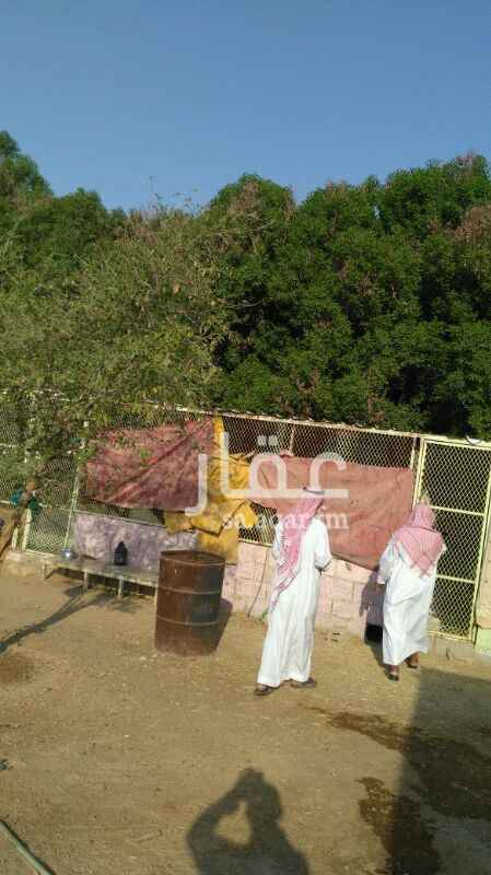 978491 مزرعة للبيع جنوب الصيعان الرجال بيخلص الصك شغال فى اجرات الصك سوم 400الف