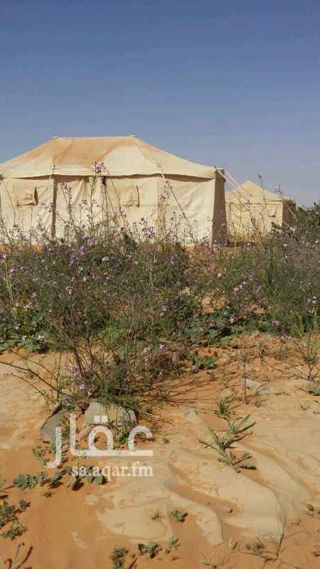 1362826 خيام فردية بجانب بعض تنفع كمخيم لكن بدون رواق ويوجد خيام عمود على 200 شاملة الخدمات فرش جديد واضاءة ودورة مياة والخيام ضد المطر والبرد