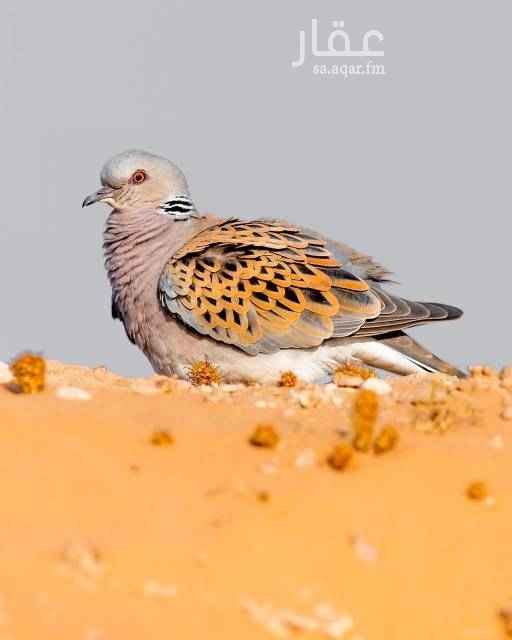 1509782 حوش في السونوسي... بير الغنم.. بوثيقة..