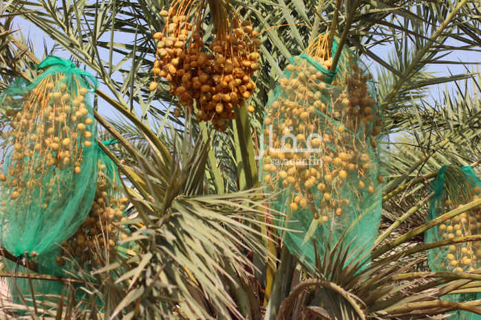 1636606 للبيع مزرعة بحي سدير محافظة الجموم من مفرق هدى الشام 4 كيلو بجوار مخطط الريم
من الجهة الشمالية الغربية على شارعين
مساحة 10 ألف متر بصك الكتروني زراعي سور مسلح بارتفاع 3 متر يوجد بها فيلا دورين جديدة لم تستخدم على نظام راقي جدآ
عداد 100 امبير
