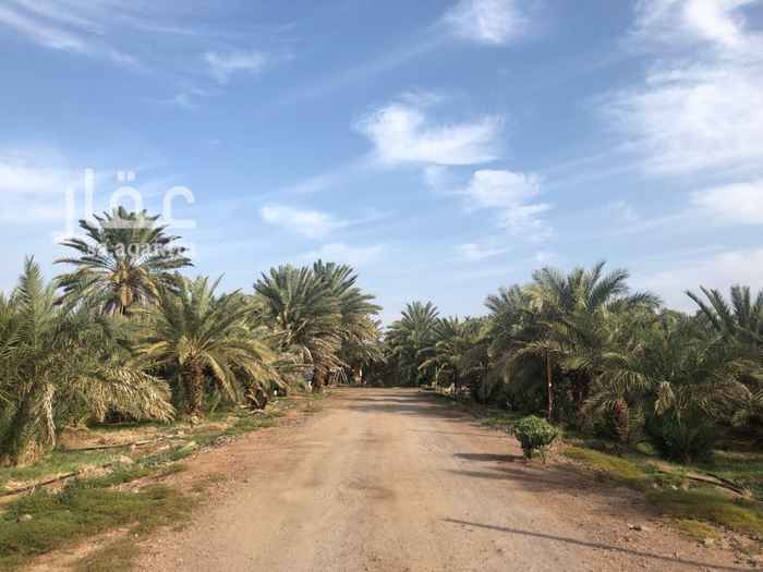 1363882 مزرعه للبيع بصك شرعي في آبار الماشي بمساحة ١٧٧ الف م٢ تبعد عن الطريق العام ٧ كيلو متر(الطريق مسفلت حتى باب المزرعه) وتبعد عن الحرم المدني ٤٧ كيلومتر.
٤ آبار مياه بدون ماء وتحتاج الى ترميم( تحتاج ٥ ردود باليوم حتى يتم سقاية النخل بها)
بيت مسلح مكون من غرفتين وصاله ومطبخ وحمام وملحق
بركة ماء بجانب البناء المسلح.
غرفتين خاصه بالعمال.
حظائر غنم وبقر ودجاج.
٧٥٠ نخله تنتج عجوه صفاوي عنبره
جزء من المزرعه يوجد فيه نعناع
الدخل السنوي ١٢٠ ~ ١٥٠ الف ريال
المطلوب ٣٥ في المتر قابل للتفاوض والبيع سمح