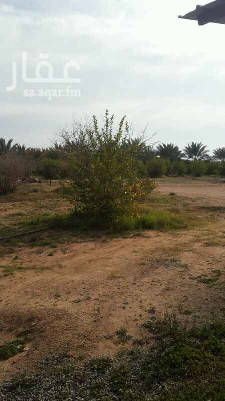 1385880 مزرعه بها أكثر من 100 نخله تمر سكري وايضا أكثر من 100 اخري أنواع اخري ممتازه من التمور ومكعب من العنب والتين والطيور والمواشي وسكن شقه ممتازه اربع غرف وثلاث مجالس بالقاعد للبيع للتواصل 0564144220