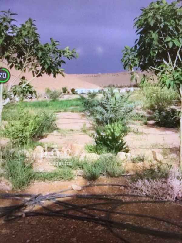 1618370 مزرعة للبيع بعرقه شعيب المهدية
المساحه ٢٧ الف
المساحه مقسمه الى قسمين ٧ الاف مستقله
و ٢٠ الف مستقله يفصلها مجرا الوادي
وكل الجزأين لها اطوال على الشارع
تبعد عن الدائري مخرج ٣٦ كيلو ونص تقريبا
المويه طيبه
موجود كهرباء
وفيها غطاس بوصه ونص يوجد اشجار ونخيل في جزأ منها
المساحه المزروعة تقريبا ٧ الاف متر مربع
مكتب العقود الذهبية للعقارات
ج/ 0550941416