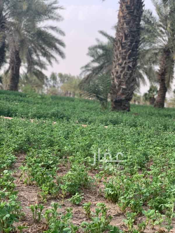 670323 فيها نخل كثير وواشنطونيا وأشجار مختلفه يمكن ٧٠٠ نخله تقريبا اخلاص
بير ارتوازي عمق ١٦٥ متر ماء فواري ممتاز
سكن للضيوف صاله كبيره ومطبخ ودورات مياه وسكن عمال حظائر اغنام وبقر ودواجن
وتم ارفاق صورة مخطط توزيعها شرائح
البيع مباشر من المالك .... جادين وقابل للتفاوض