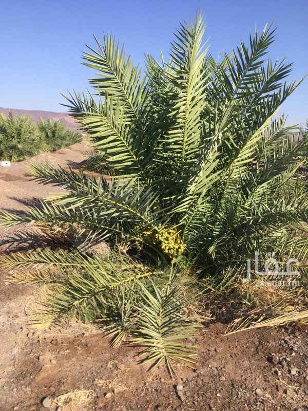 1121103 منوة الزارع قريبه من عقارات مشروع نيوم لاتبعد عن منطقة العلا السياحيه سوا 50 كيلو ماء بحر والابار عدد 2ثلاثه بوصه
فيها استراحه مكونه من مجلس ومقلط وصاله وغرفه بحمامها ومطبخين و3دورات مياه داخليه وخارجيه تحتوي300نخله 100عجوه والباقي مشكل عدد 800شجرة اليسر 50شجرة المورنقا 200حوض برسيم عدد 50من الغنم مابين حبص ومعزاء الي بيزرع حمضيات ناجحه 200فالميه مقسومه تقريبا 70٪المزرعه الاولى والثانيه 30٪فيها عدادين كهرب