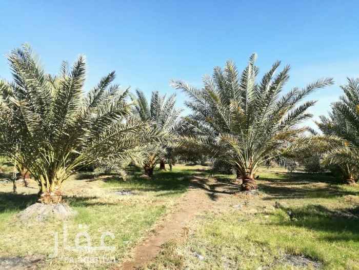 855450 ️ موقع ممتاز جدااا بمخطط العاقول
قريبة من تخطيط الدائري الرابع
️ الاسفلت واصل لباب المزرعة
️ مزرعه مرتبة بمعني الكلمة
300 نخلة ( 100 نخلة عجوة + 100 نخلة روتانا + 100 نخلة مشكل )
️ بئرين بسعة 3 بوصة كل منهما
️ الكهرباء واصلة بالمزرعة
استراحة كبيرة
️ مشب علي التراث القديم
️ مسبح كبير 12× 6 م
️ مجلس فخم
سكن عمال
️ اماكن مخصصة لتربية الابل والغنم
رجاء لا يتصل إلا الصامل والجاد فلا وقت نضيعه
ملحوظة
لا أحلل لمن يتوصل للمزرعةأو لمالكها دون الرجوع لي
جوال
0541011488