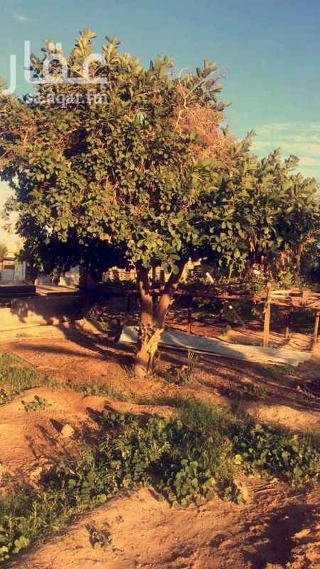 1381477 *( فرصة استثمارية لمحبي الاراضي الزراعية)*
*( مزرعة بالمدينة المنورةة )*
*( للبيـــع )*
📍الموقع طريق الهجرة
🔹مساحة الارض 24.000 م
🔹يطل مباشرة على وادي العقيق المبارك
🔹داخل الحد
🔹
🔻المواصفات :
▪مكونة من ..:
🔸 بيت شعبي
🔸 يوجد فيها اكثر من 200 نخلة
🔸 يوجد بها افخر انواع الثمار من (روثانا - عجوة - صفاوي - عنب - توت - برتقال - نعناع )
🔸بير يدوي ، بير ارتوازي
🔸عدادين كهرباء
🔸 محاطة بعقم
🔸 معشق رمل مؤجر شهريا ب 3000 ريال