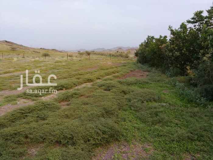 1376786 أرض خام جاهزة لإقامة استراحة أو مزرعة صغيرة
... بدون صك ..
الموقع أبيار الماشي .. خلف ميزان الشاحنات، غرب وادي العقيق، تبعد عن الطريق السريع 5 كيلو.
مساحتها من 8 إلى 10 آلاف متر مربع
فيها بئر تعطي ثلاث ساعات يومياً بوصة وربع
فيها غرف شعبية
فيها قليل من الأشجار
لا يوجد لها عداد كهرباء مستقل ولكن فيها كهرباء من مزرعة بجوارها
المطلوب 150 ألف.