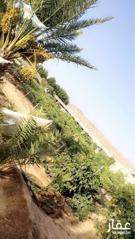 248417 مزرعه للبيع
الطائف رحاب 0502050905
المساحة ثلاثة عشر ألف متر مربع تقريباً
المزرعه بها اهم فواكه الطائف
عنب ابيض
عنب أحمر
رمان
نخيل
تين
بئر كبيره
خزان أرضي يتسع ل ٣٠ وايت تقريباً
حظائر أغنام
عليها سور ٣ م
الصك زراعي لا يدخل ضمن الاراضي البيضاء
وهو في الاجراءات النهائه صدر من التمييز
0502050905