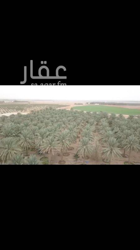 1039194 🔹 للبيع 🔹
مزرعه بالضلفعه
مساحة مليون و ثلاثمائة و ثلاثون م
صكين شرعيه شارعين متظاهرات
*الموجودات*
٢٣٠٠ سكري منتج
١٠٠ خلاص منتج
١١٠٠ نوايع منتج
٣٣٠٠ سكري غير منتج
٨٠٠ خلاص غير منتج
٢٥٠٠سكري فروخ مشتل
٥٠٠ خلاص فروخ مشتل
٢٥٠ حمضيات
ثلاث محاور رشاشات
سبع ابراج دوره الا ربع
خمس ابراج وره كامله
ثلاث ابراج دوره كامله
برجين مياه طول ١٥*٥
بركتين مياه كبيره
ثلاث مكاين ديزل كبيره
ثلاث ابار منها اثنين سطحي دفاع ودينموات
مستودع طول ٤٠*٢٠
عدد فلتين
ثلاث منازل للعماله
ثلاث حضاير ماشيه ٤٠*٣٠
حراثه ومع