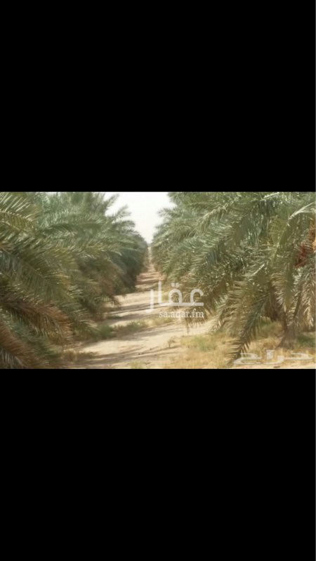 مزرعة للبيع فى المزادة, عنيزة صورة 4
