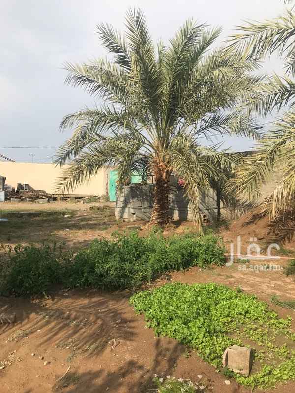 1417828 استراحة قسمين
مع قسم نخيل صفاوي ربيعة ونانه نبة علي
تقريبا ١٢ نخلة ويوجد مساحه عند الرغبة في الزيادة
الكهرباء والماء متوفر. بدون صك