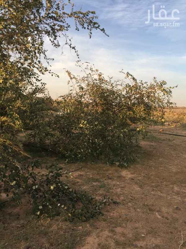 1347951 واصله لها الكهرباء
مساحتها 128 الف
فيها غرفتين عمال
فيها نخل عدد تقريبا 120
70 عجوه وبناتها 94 صغير كبير
20 صقعي
15 ربيعه
15 رثانه
وفيها 17 بيت محمي
البيوت المحميه مؤجره لمدة سنه قابله ل التجديد اذا رغب الطرفين
البئر بها 3 بوصه والماء وفير ولله الحمد
فيها زربة غنم بي معالفها تشيل 100 راس
بها 3 عمال على الاقامه باسم المزرعه
الموقع القفيف طريق المهد 77 كيلو عن المدينه