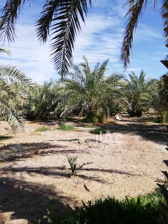 1410500 المزرعة على الشارع الطريق السريع بعد التشريح بها تقريبا 160 نخيل ومزروعات واستراحه
كبيره وعدد 2 بيوت للعمال ومحطه محروقات قيد الانشاء وسكن واجهه تجاريه بطول 528 وجزء لبرج الاتصالات بصك إلكتروني