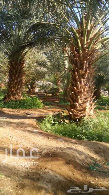 1211631 مزرعة مثمرة بها استراحة من ٣غرف ومطلة علي الطريق العام الواصل بين المدينة والمهد بطول ٦٧ متر
بها غرفة للعامل واماكن للغنم خزان اسطواني مسلح مسورة
المزرعة بوثائق من الزراعة والامارة
وجاهزة للتقديم ع الصك
