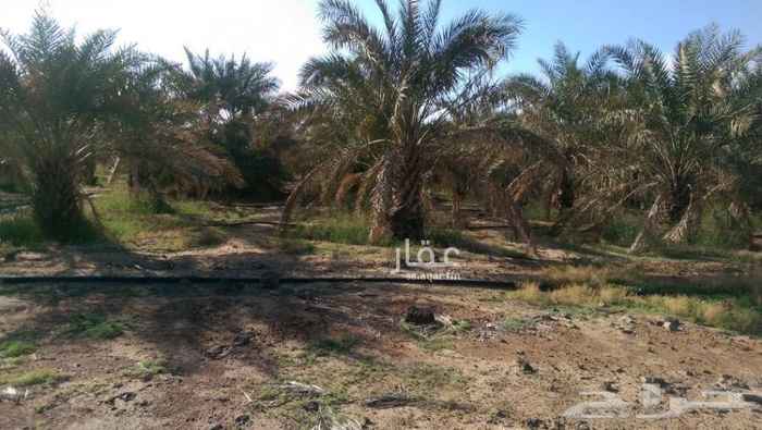 1415587 مزرعة للبيع في حي الجصة بالمدينة المنورة شرق طريق الهجرة وجنوب الدائري الثالث مساحتها 121 الف
والبيع لنصف المزرعة وليس لكاملها لأن لها مالكان واحدهما يرغب ببيع نصيبه
فيها 3 ابار كلها 2 بوصة وشغالة 24 ساعة وفيها عدد كبير من النخيل ماشاء الله لا قوة الا بالله
اغلب النخيل عجوة والمزرعة فيها كهرباء 100 امبير
والبيع لأعلى سومة
والرجاء عدم بخس المزرعة
0504818163