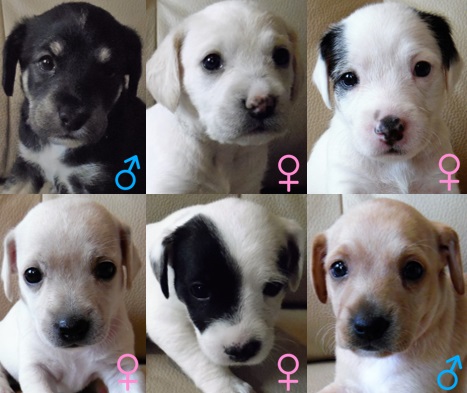 Cachorritos